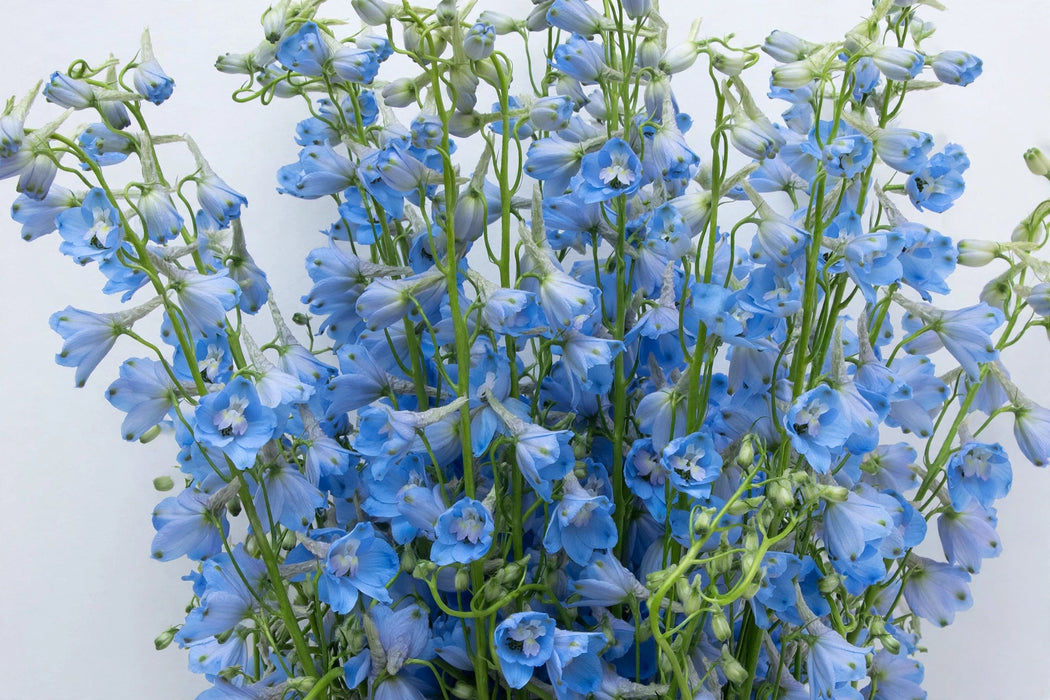 Next Day Delivery - DELPHINIUM BE SKY WALTZ 70cm 10st X140 - Light Blue - 140 Stems [LIMITED]
