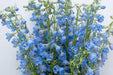 Next Day Delivery - DELPHINIUM BE SKY WALTZ 70cm 10st X140 - Light Blue - 140 Stems [LIMITED]