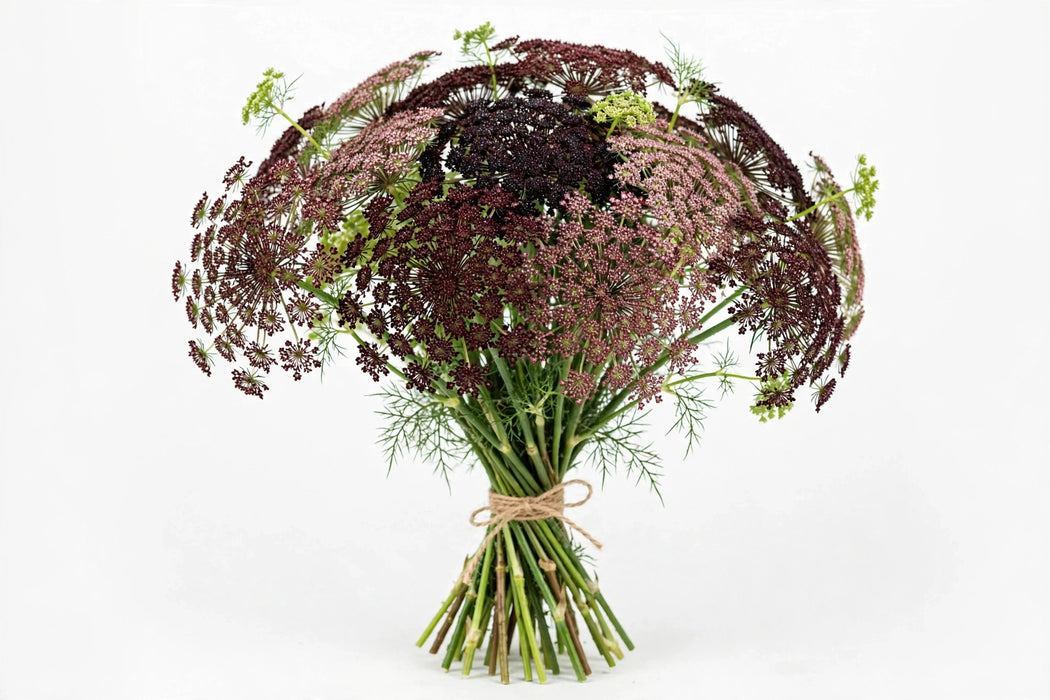 Chocolate Lace - 10 Bunches/Box