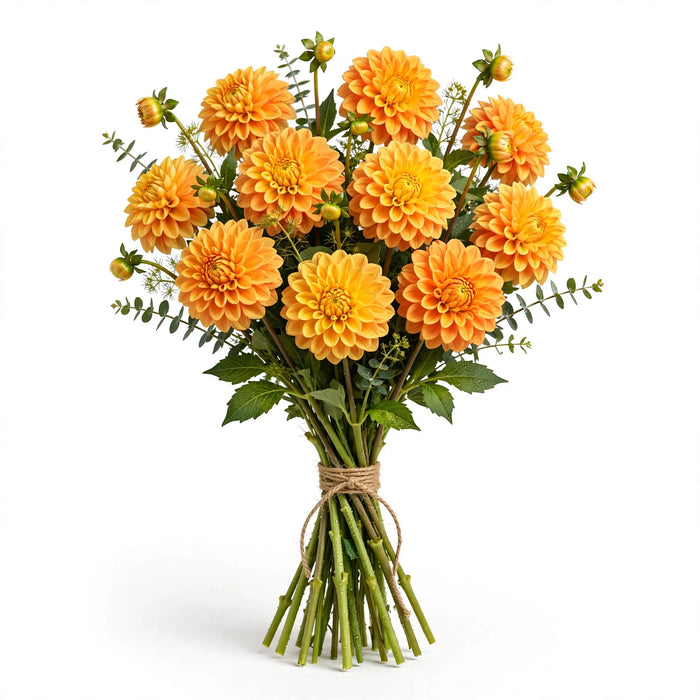 Dahlias Orange-yellow 50cm - 60 Stems/Box