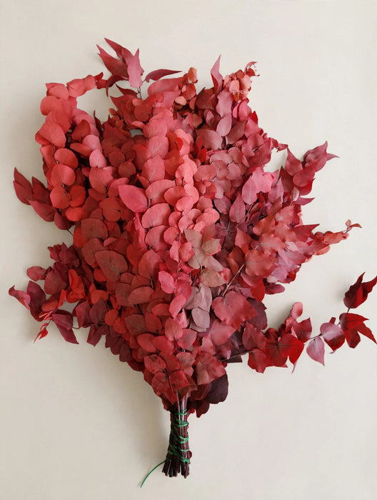 Euc Stuartiana Red - 20 Bunches / Box (Mix & Match)