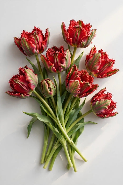 Tulip Collective - Parrot Seadov 37cm 35gr (50 STEMS / BX)