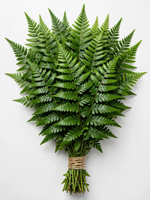 Leatherleaf Lg - 30 Bunches/Box