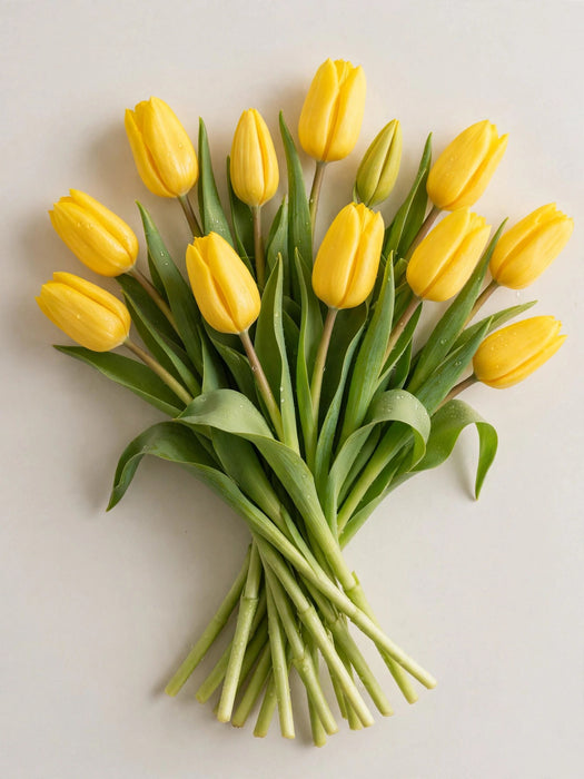 Tulip Collective - Novi Sun 40cm 50gr (50 STEMS / BX)