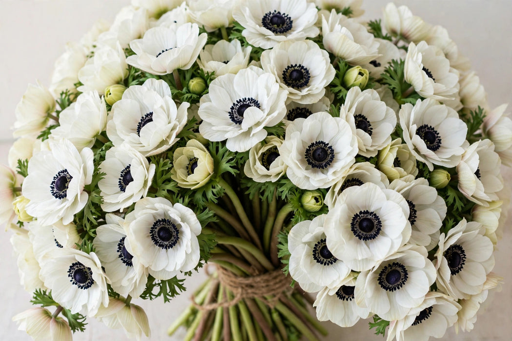 Next Day Delivery - ANEMONE CO LEVANTE BIANCO 35cm 10st - White - 120 Stems [Limited]