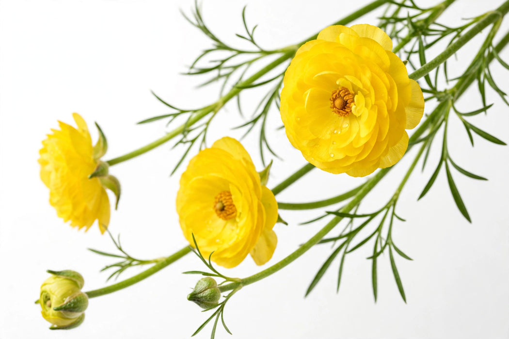 Ranunculus Flower Collection - Butterfly Ranunculus Phytalos Yellow 50-60CM (120 STEMS / BX)