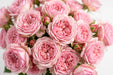 Next Day Delivery - ROSE PINK O'HARA 50cm 5,5cm 25st - Pink - 100 Stems [LIMITED]
