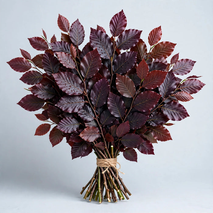 Copper Beech Burgundy - 30 Bunches/Box