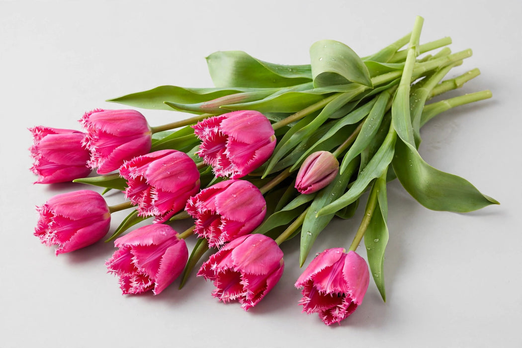 Tulip Collective - Barcelona 45cm 50gr (50 STEMS / BX)