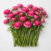 The Ranunculus Collection - Ranunculus Hot Pink 30-40CM (100 STEMS / BX)