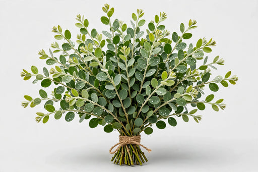 Acacia Pearl - 10 Bunches/Box