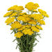 Next Day Delivery - ACHILLEA YELLOW 60cm 10st - Yellow - 150 Stems [LIMITED]