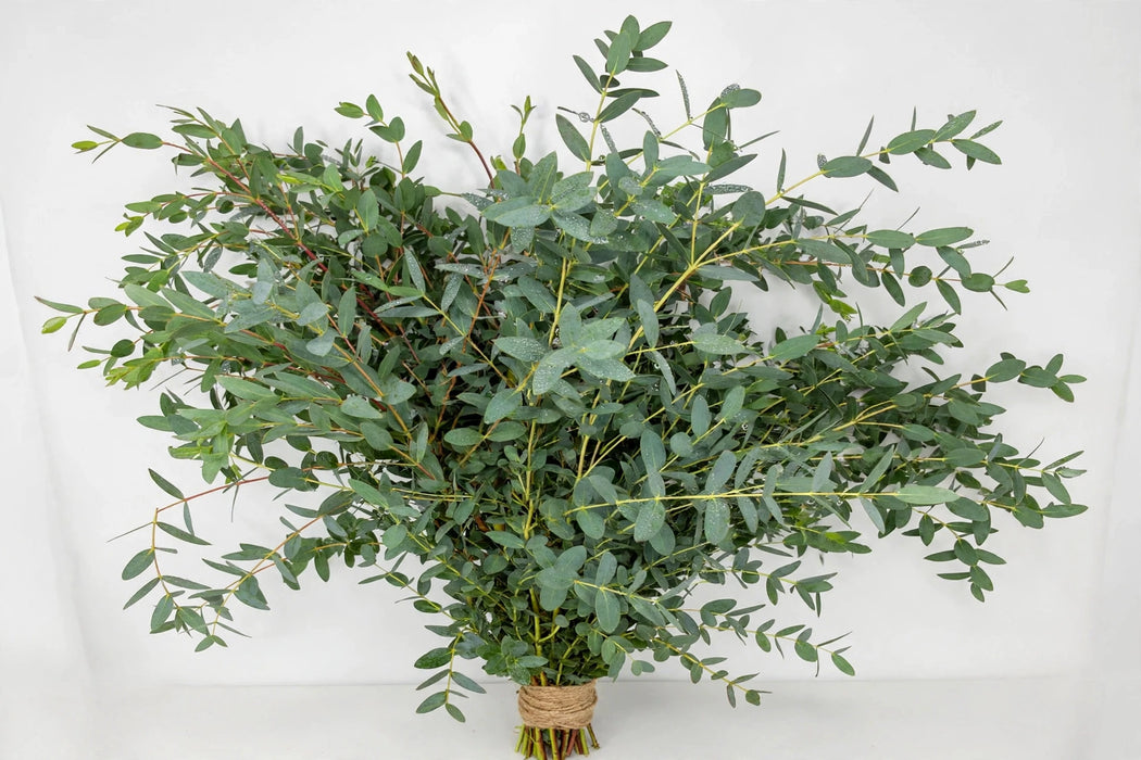 Parvifolia Eucalyptus - 20 Bunches/Box