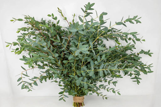 Parvifolia Eucalyptus - 20 Bunches/Box