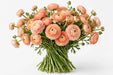 The Ranunculus Collection - Ranunculus Peach 40-50CM (100 STEMS / BX)
