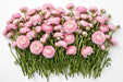 The Ranunculus Collection - Romance Ranunculus Seine Pink 40-50CM (100 STEMS / BX)