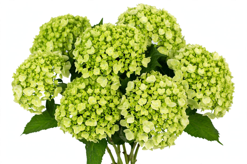Next Day Delivery - HYDRANGEA MINI GREEN MOJITO 60cm 8cm - Light Green - 60 Stems [LIMITED]