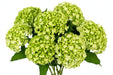 Next Day Delivery - HYDRANGEA MINI GREEN MOJITO 60cm 8cm - Light Green - 60 Stems [LIMITED]
