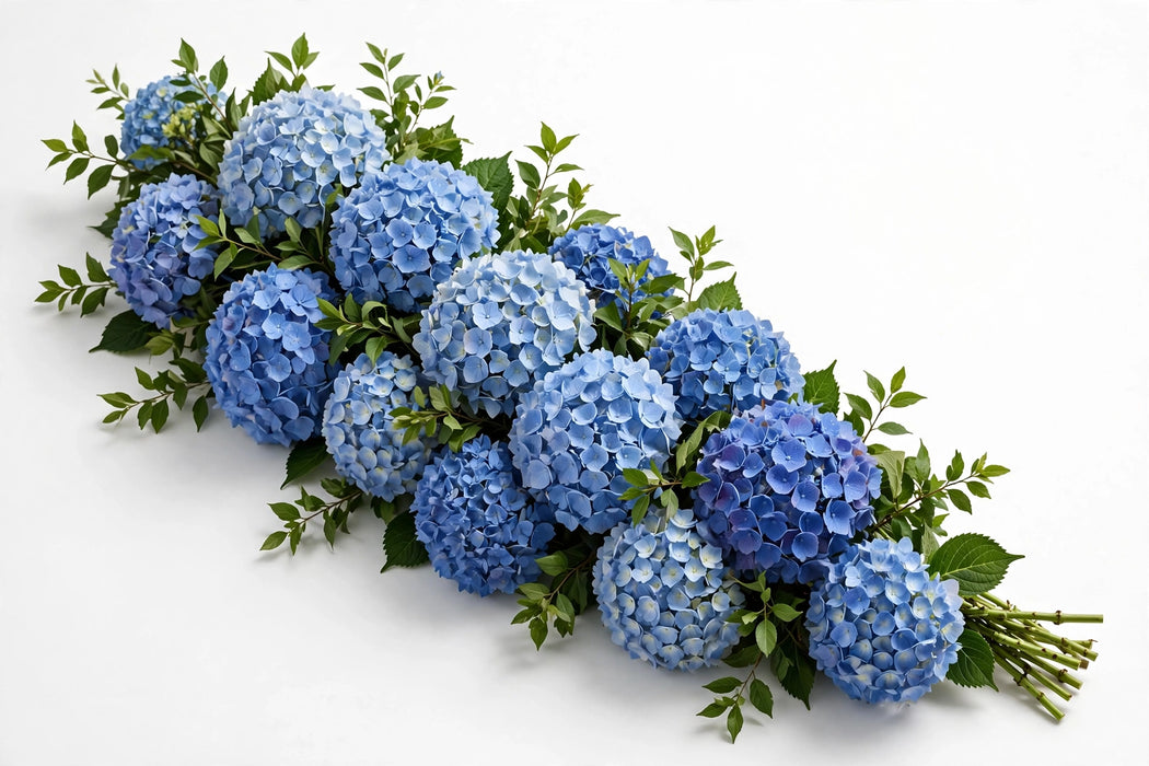 Next Day Delivery - HYDRANGEA BLUE SELECT 60cm 18cm - Blue - 40 Stems [LIMITED]