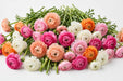 The Ranunculus Collection - Ranunculus Assorted 10 Peach + 20 Hot Pink + 20 Light Pink + 30 Orange + 20 White 50-60CM (100 STEMS / BX)