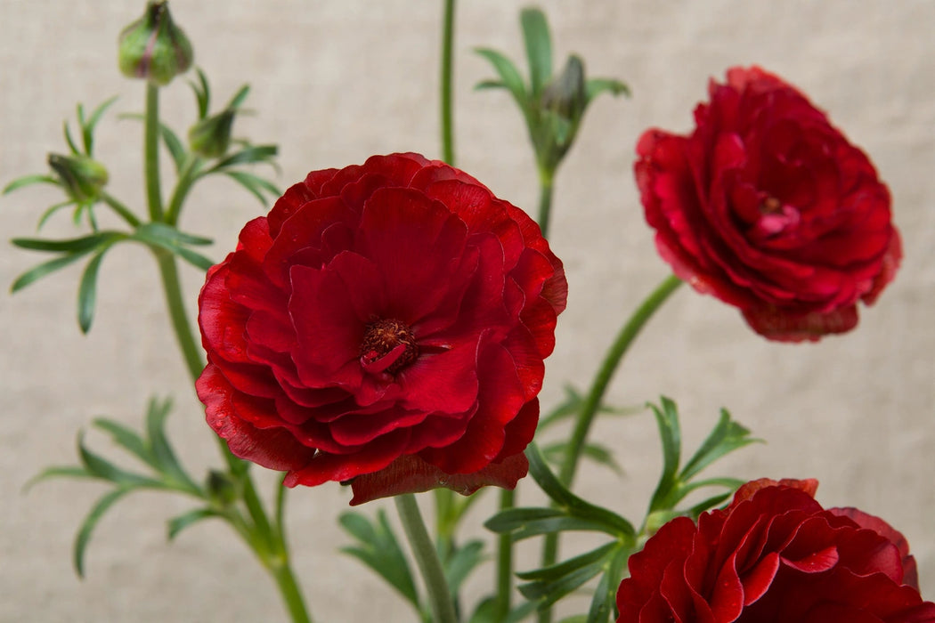 Ranunculus Flower Collection - Butterfly Ranunculus Hades Red 50-60CM (120 STEMS / BX)
