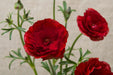 Ranunculus Flower Collection - Butterfly Ranunculus Hades Red 50-60CM (120 STEMS / BX)