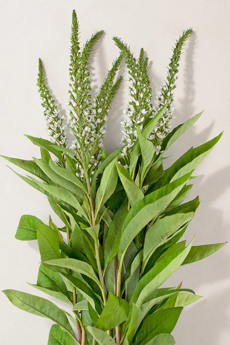 Next Day Delivery - Lysimachia 60CM White 15BU/BX