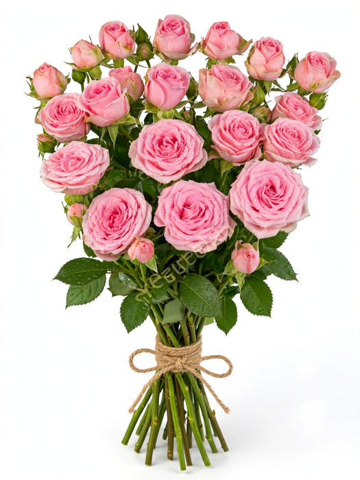 Roses Nena 50CM 100ST/BX