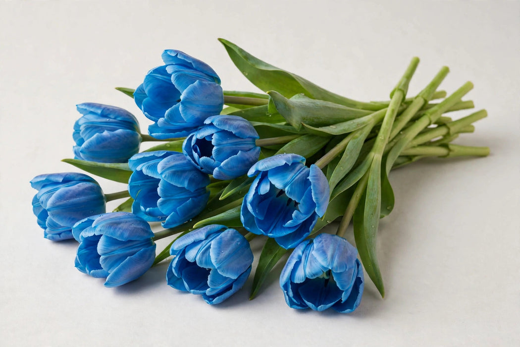 Tulip Collective - Dyed Blue Lagoon 37cm 35gr (50 STEMS / BX)