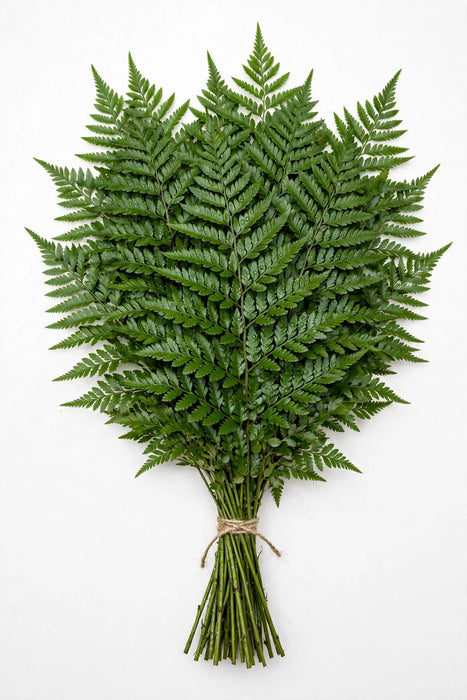 Leatherleaf Select - 30 Bunches/Box
