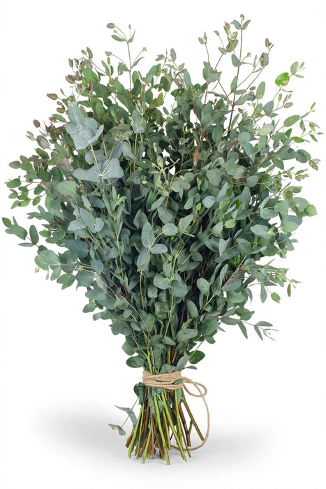 Gunni Eucalyptus - 20 Bunches/Box