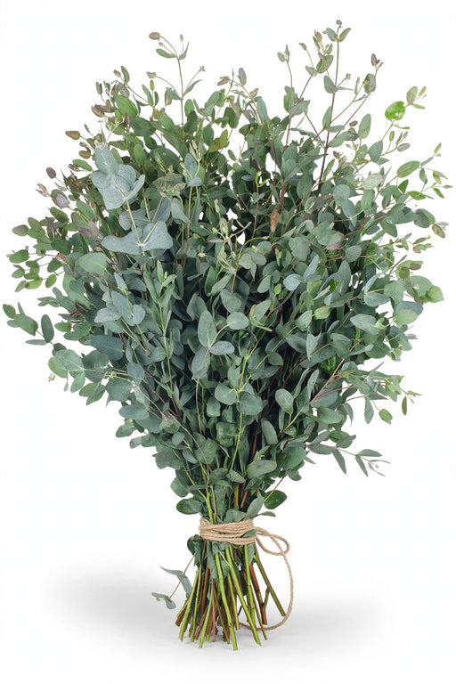 Gunni Eucalyptus - 20 Bunches/Box