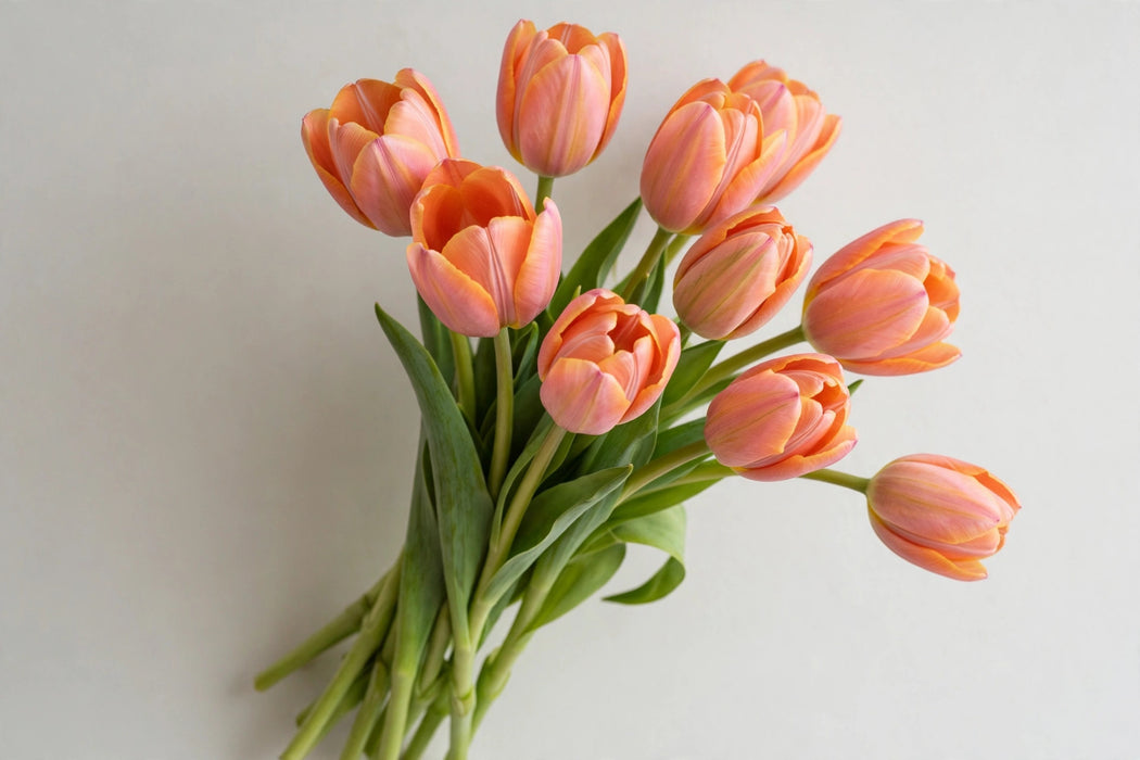Tulip Collective - Ninja 35cm 25gr (50 STEMS / BX)