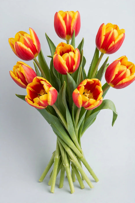 Tulip Collective - Lech Walesa 40cm 40gr (50 STEMS / BX)