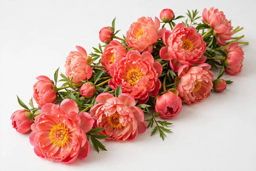 Next Day Delivery - Peonies Coral Coral Sunset 50-60 cm - 60 Stems [LIMITED]
