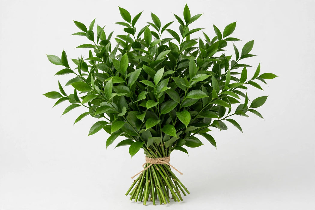 Ruscus Italian 150gr - 30 Bunches/Box