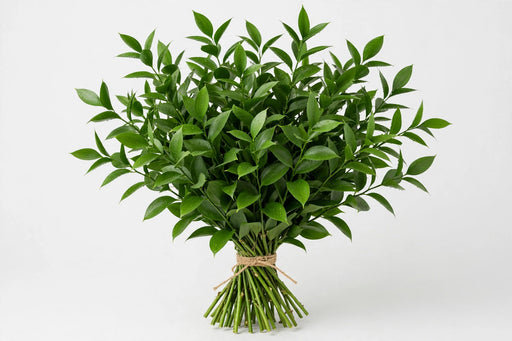 Ruscus Italian 150gr - 30 Bunches/Box