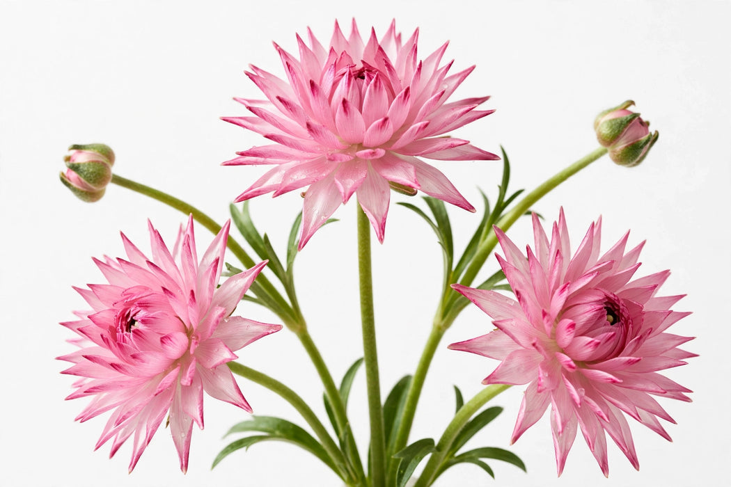 Ranunculus Flower Collection - Butterfly Ranunculus Hera Pink 50-60CM (120 STEMS / BX)