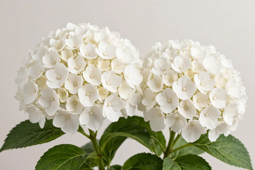 Hydrangea Royal Princess 60CM 16CM - White - 20 Stems