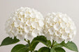 Hydrangea Royal Princess 60CM 16CM - White - 20 Stems