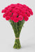 Carnation Hot Pink Oviedo - 250 Stems