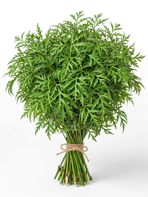 Aralia Green Med - 40 Bunches/Box