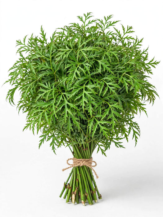 Aralia Green Med - 40 Bunches/Box