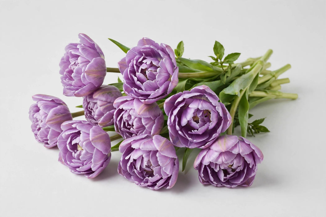 Tulip Collective - Dyed Double Violet 37cm 35gr (50 STEMS / BX)