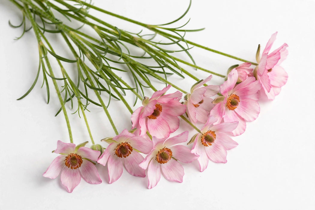 Ranunculus Flower Collection - Butterfly Ranunculus Lycia Pink 50-60CM (120 STEMS / BX)