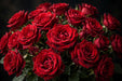Next Day Delivery - ROSE FREEDOM 50cm 5cm 25st - Red - 100 Stems [Limited]