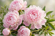 Next Day Delivery - Peonies Alertie 45-50CM 120ST/BX