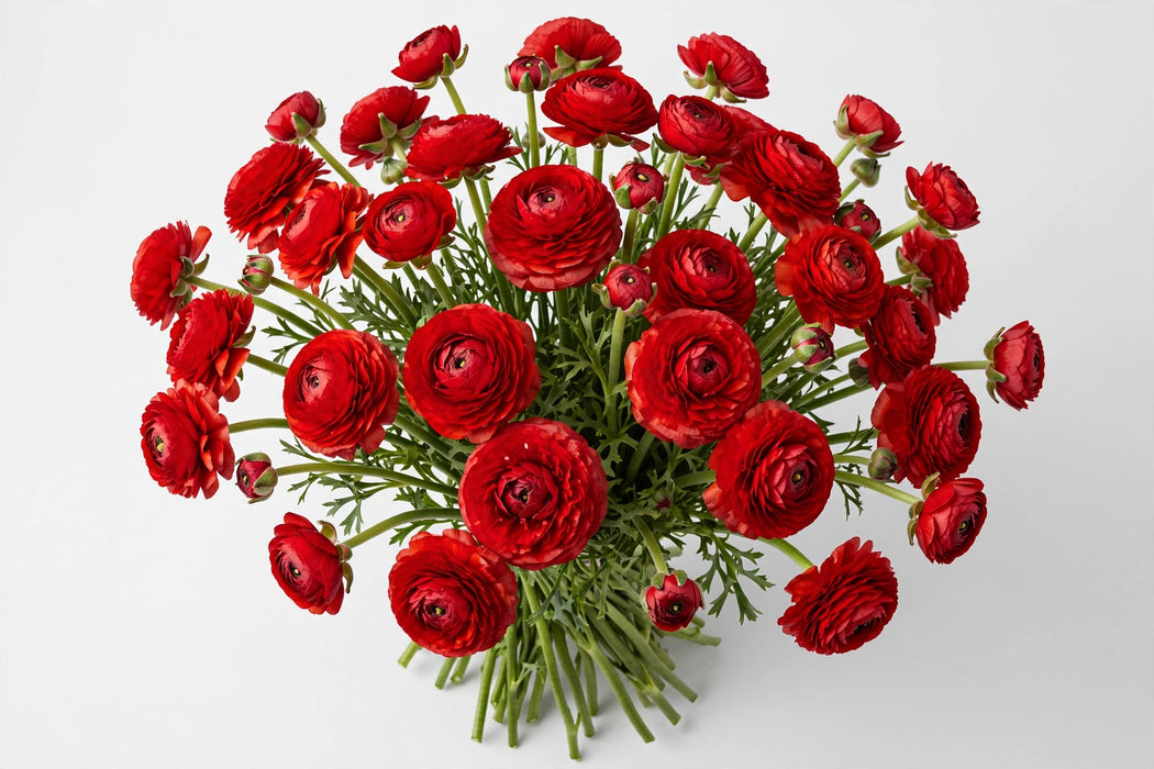 The Ranunculus Collection - Romance Ranunculus Get Lucky Red 40-50CM (100 STEMS / BX)