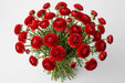 The Ranunculus Collection - Romance Ranunculus Get Lucky Red 40-50CM (100 STEMS / BX)