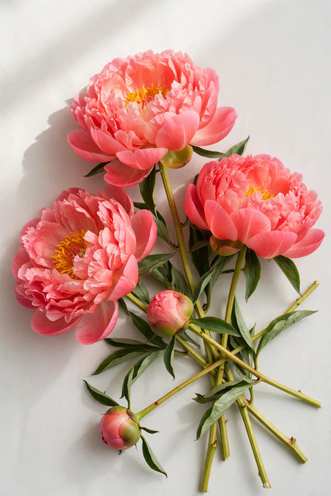 Next Day Delivery - Peonies Coral Charm 50ST/BX